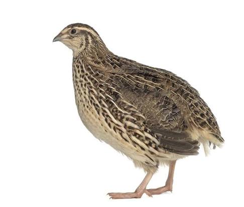 XL Quail 135-165g