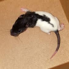 Rat Pup