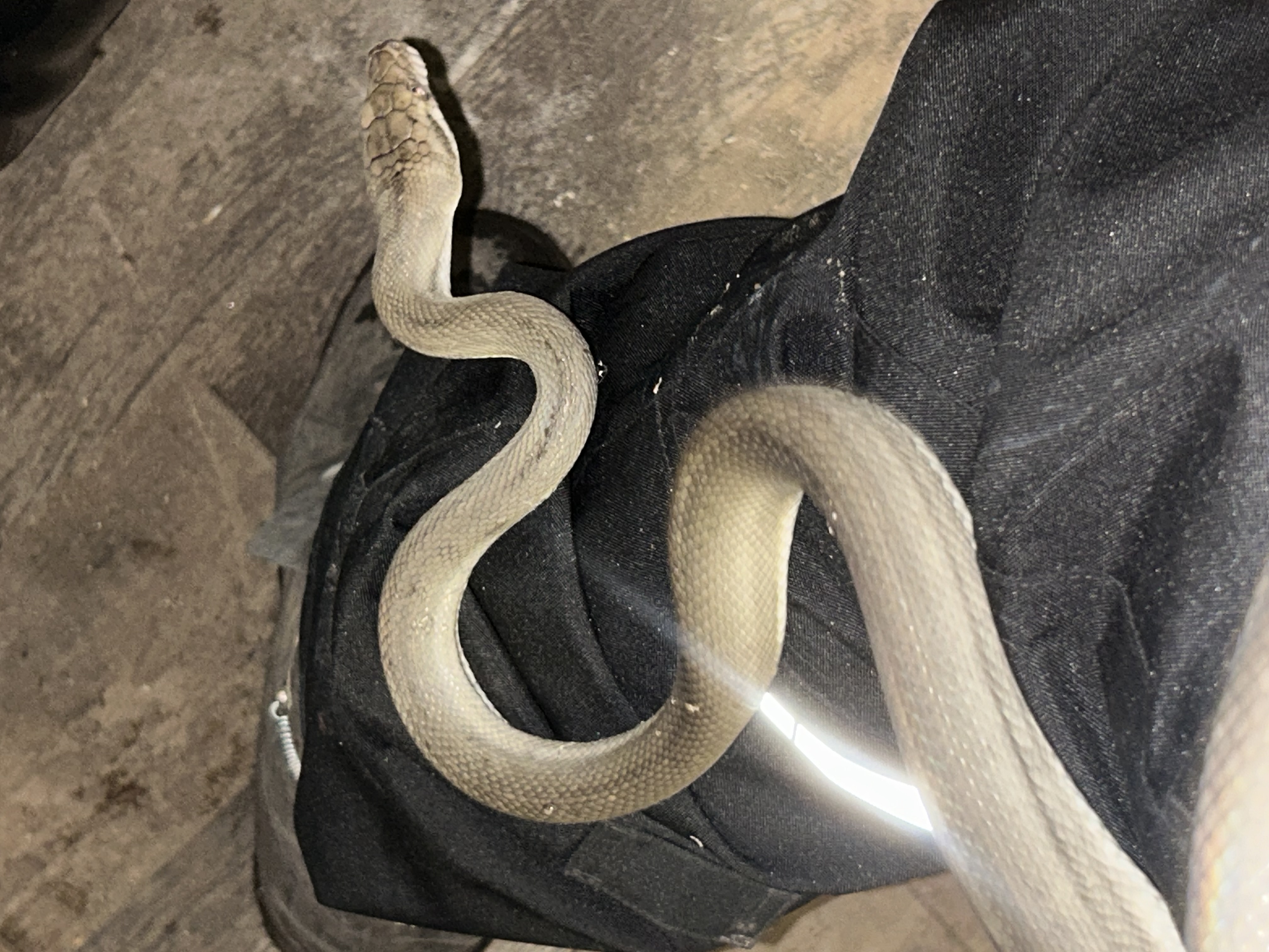 Axanthic Tanimbar python