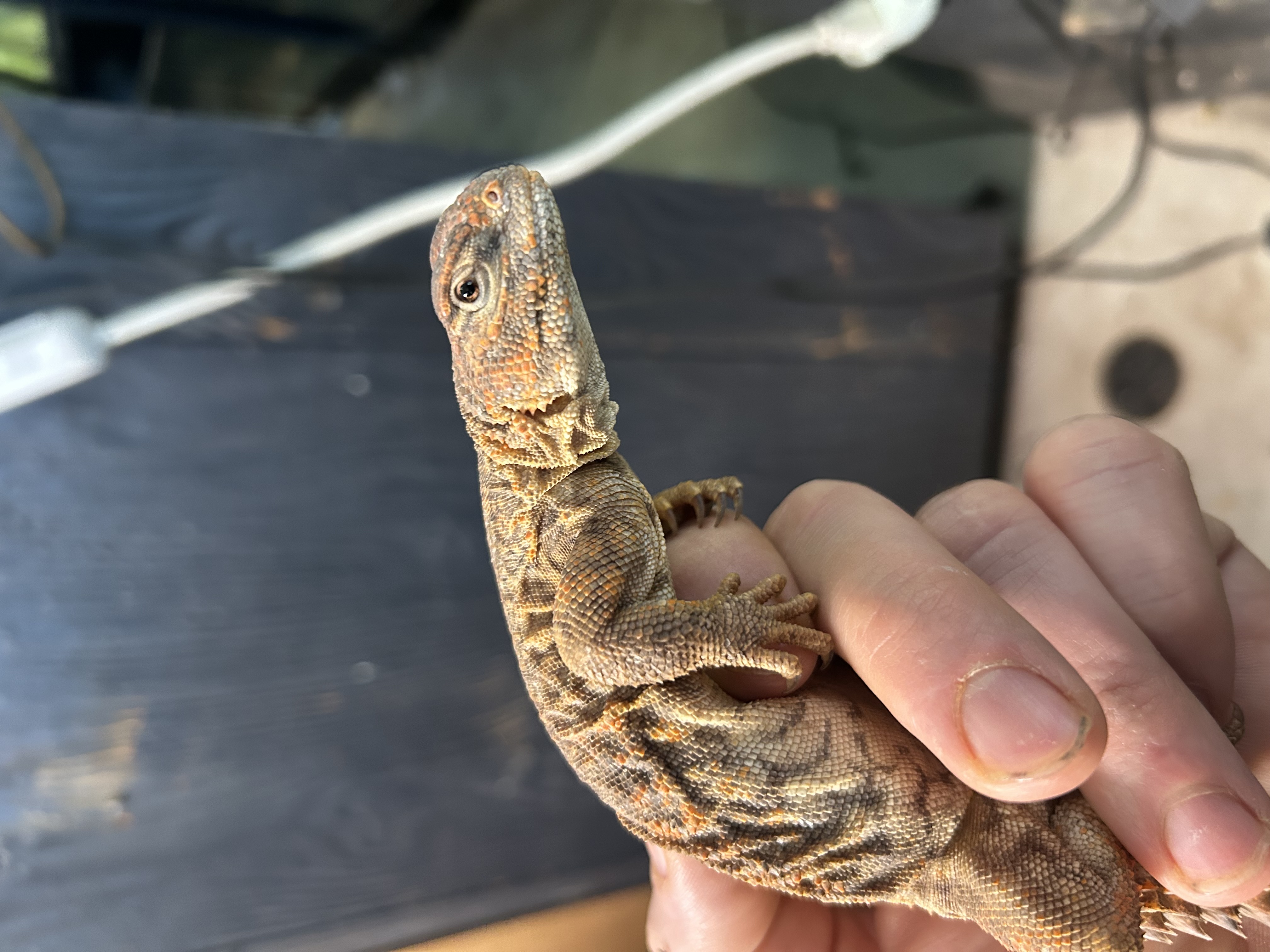Niger Uromastyx