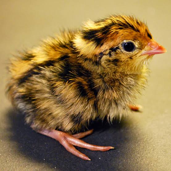 Day old Quail Chick 6-12 grams