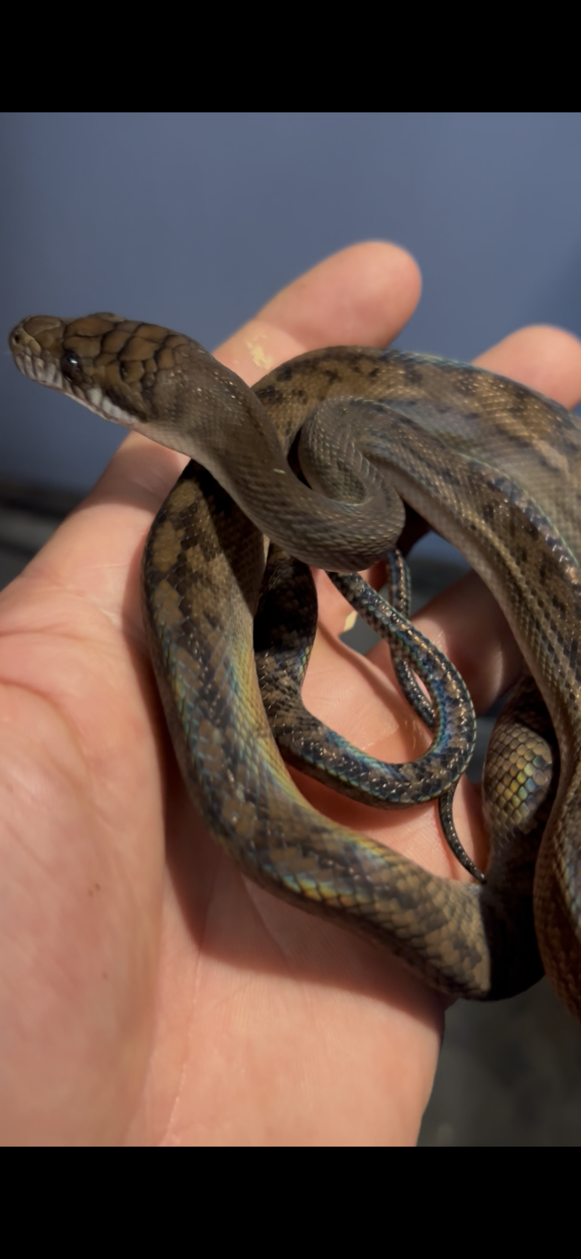 Merueke locality scrub python