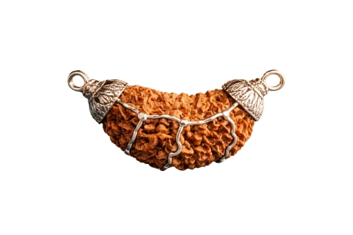 1 Mukhi Rudraksha