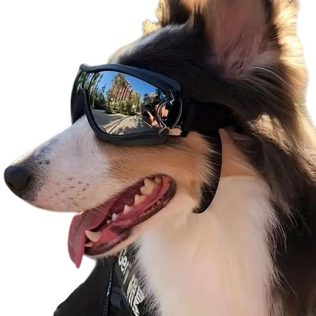 Gafas para perros