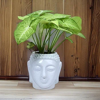 Syngonium Plant in Decorative Pot