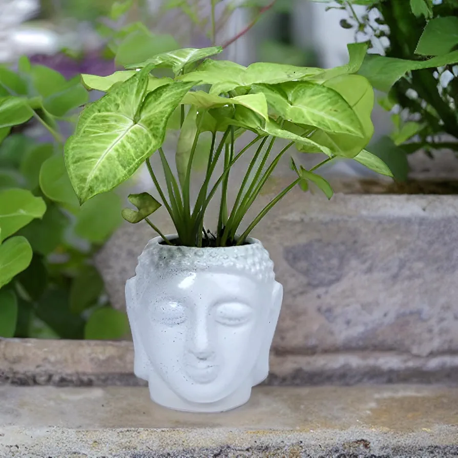 Syngonium Plant in Decorative Pot