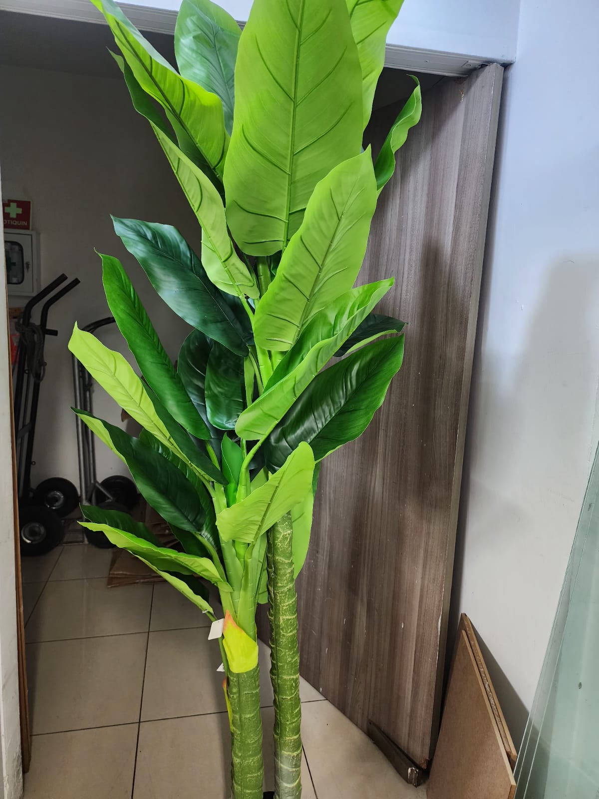 Planta Tropical Bananera