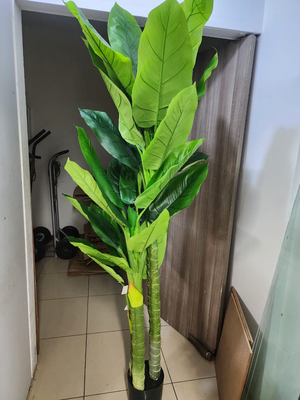 Planta Tropical Bananera