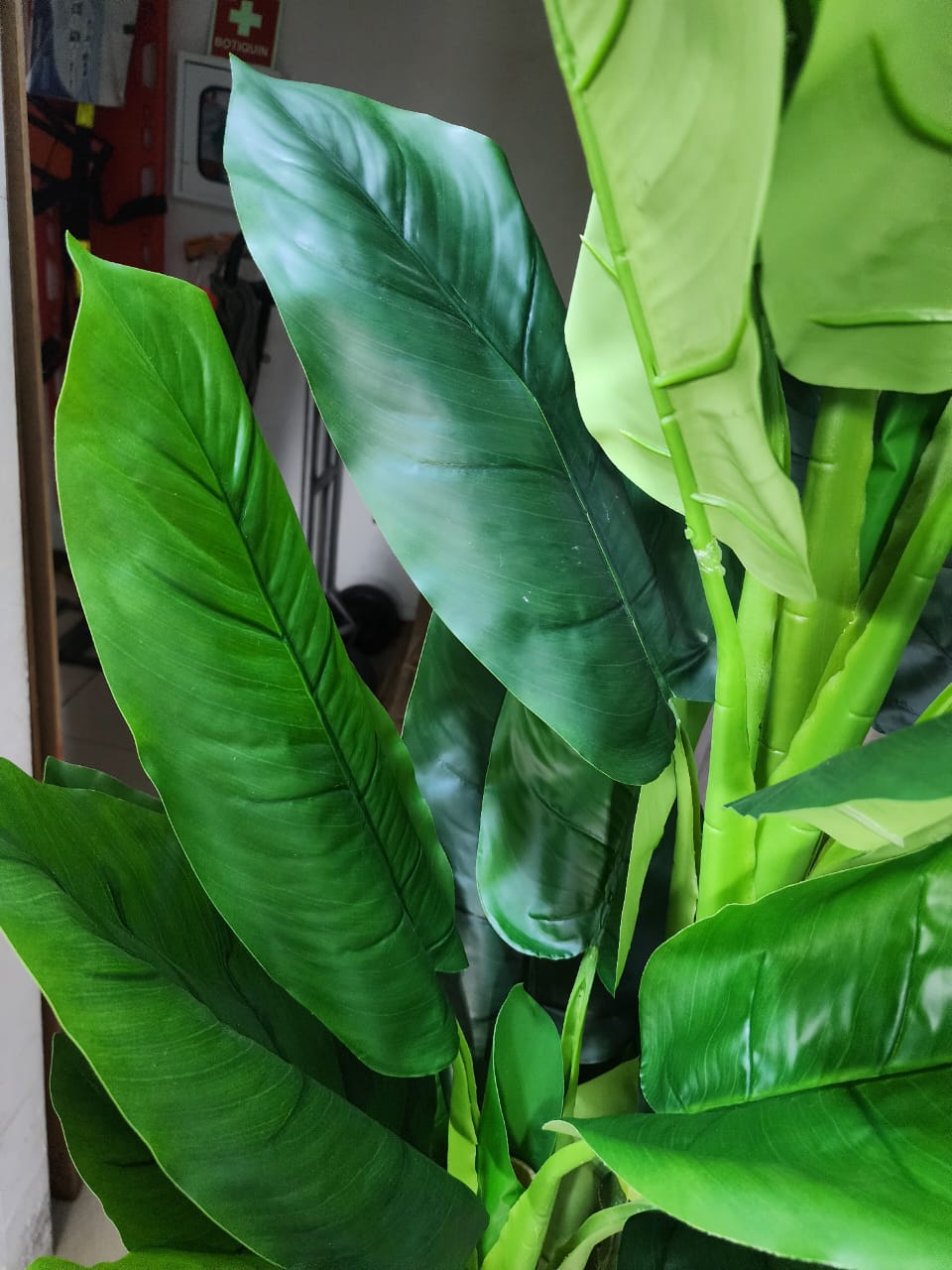 Planta Tropical Bananera