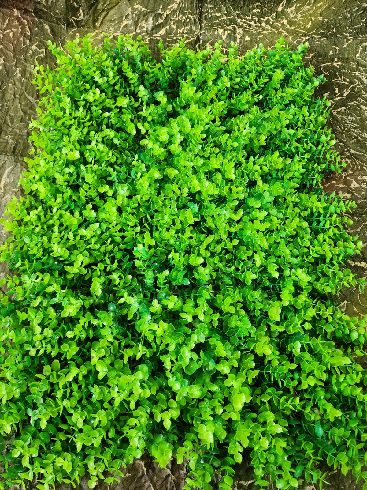 Jardín Vertical Follaje Alto