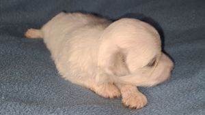Full Payment Male Maltese Puppy
