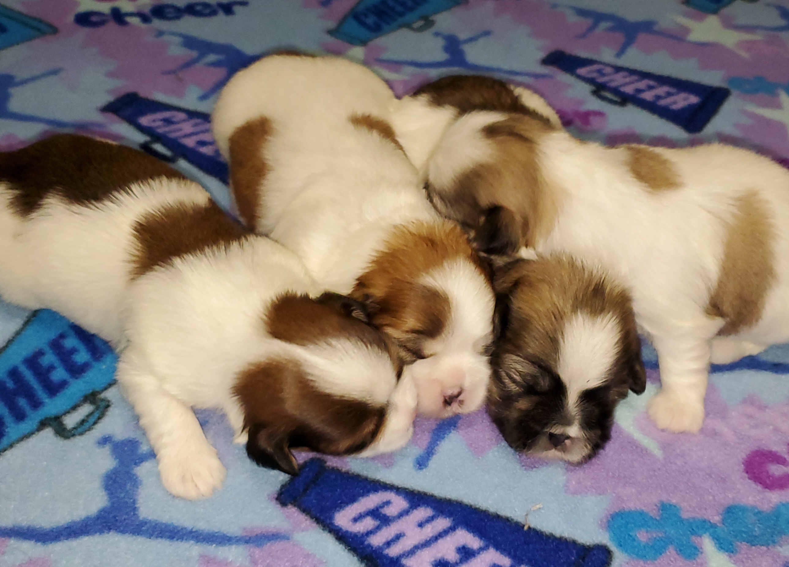 1st Pick Deposit Male Mal-Shi Puppy