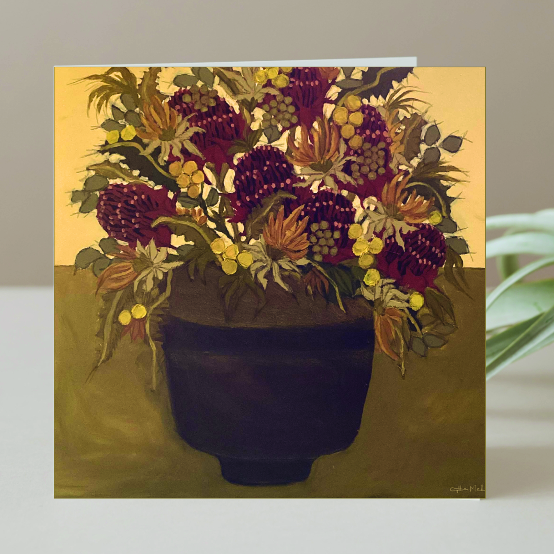'Callistemon'