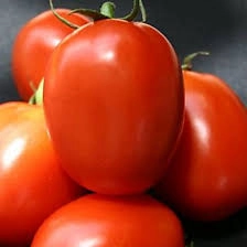 Fresh Roma Tomatoes