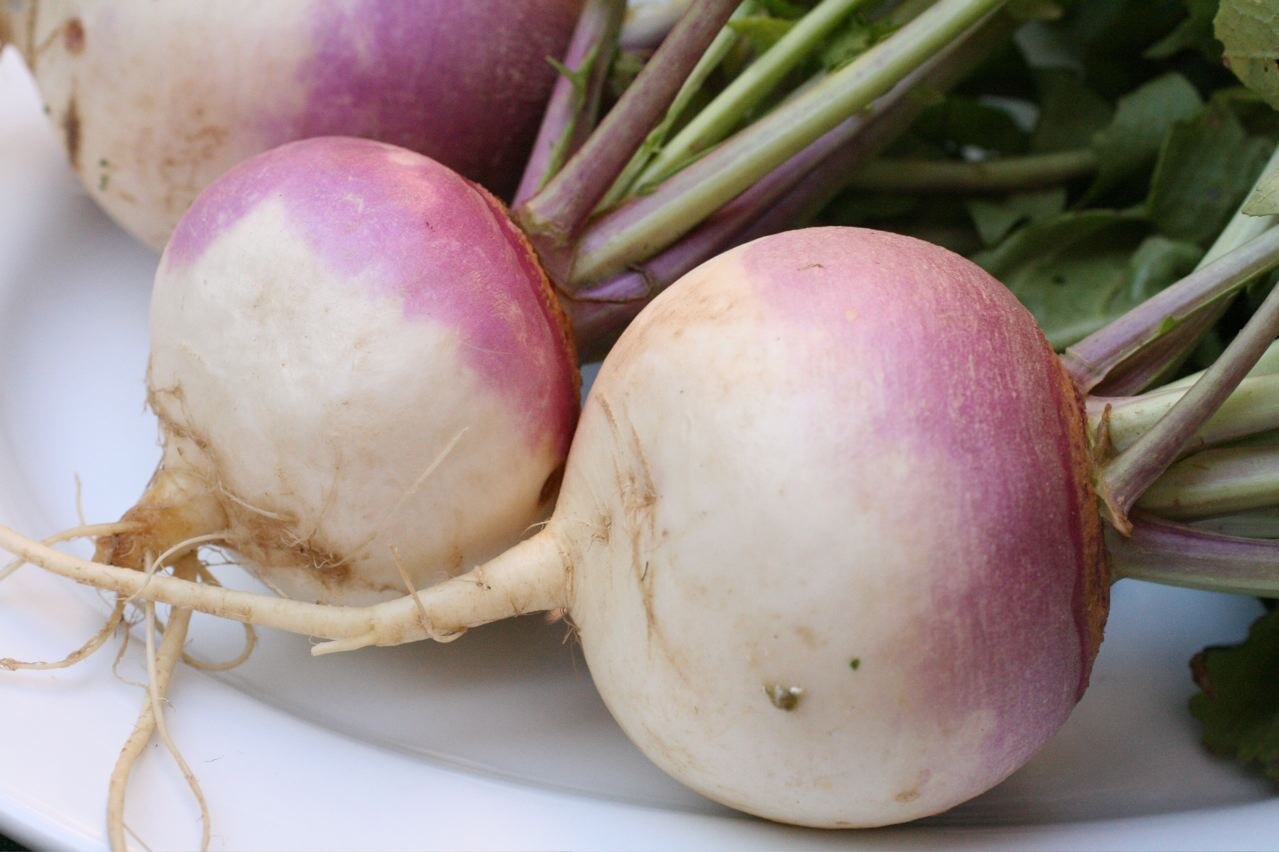 Fresh Turnips