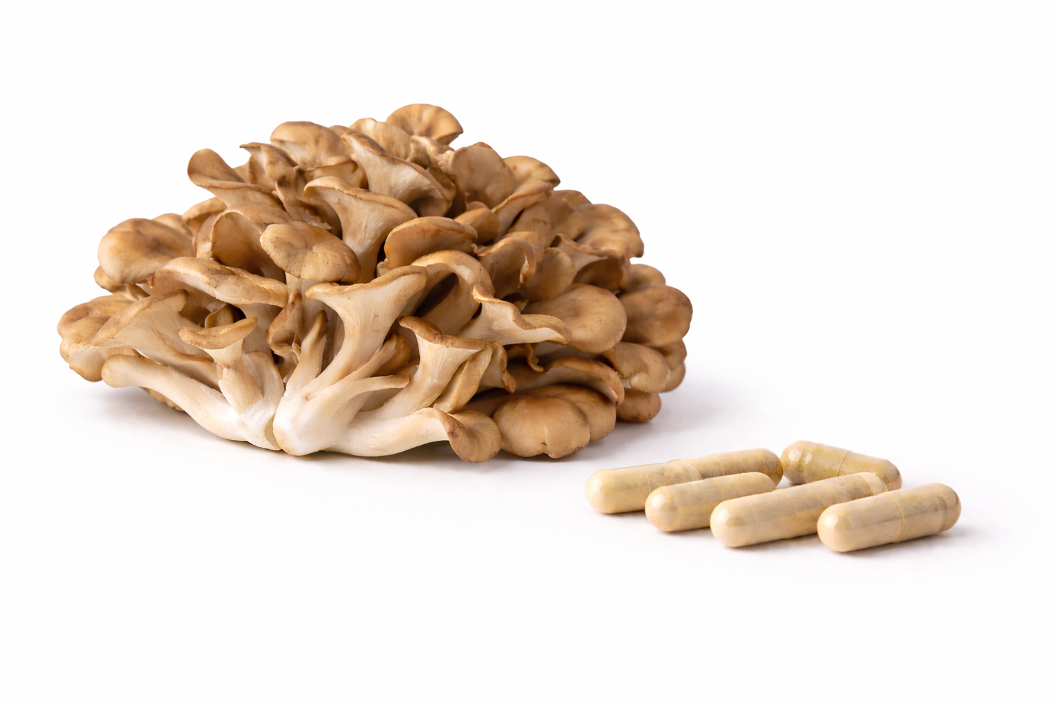 1 Kg. Extracto Encapsulado de Hongo Maitake