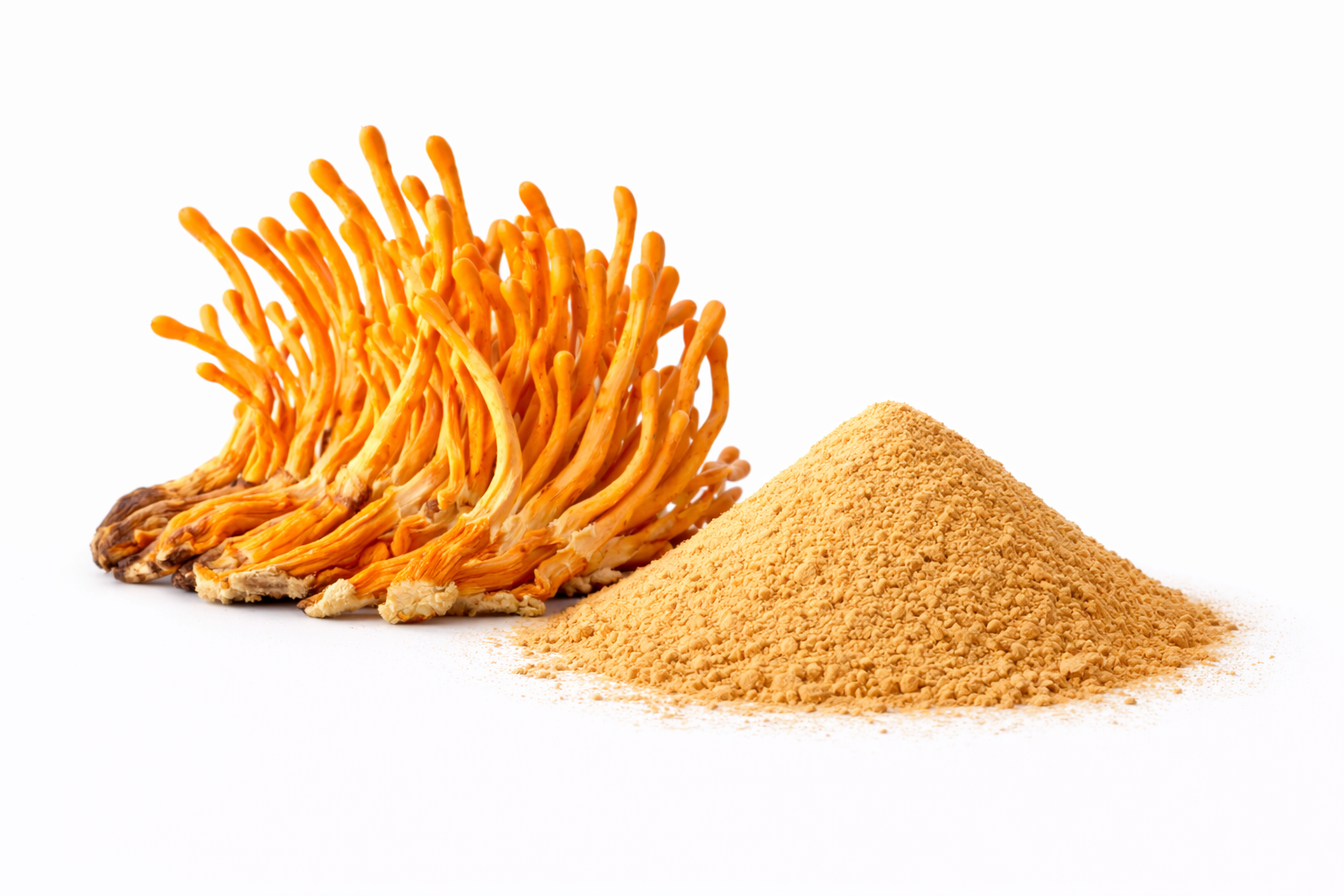 1 Kg. Extracto en Polvo de Hongo Cordyceps