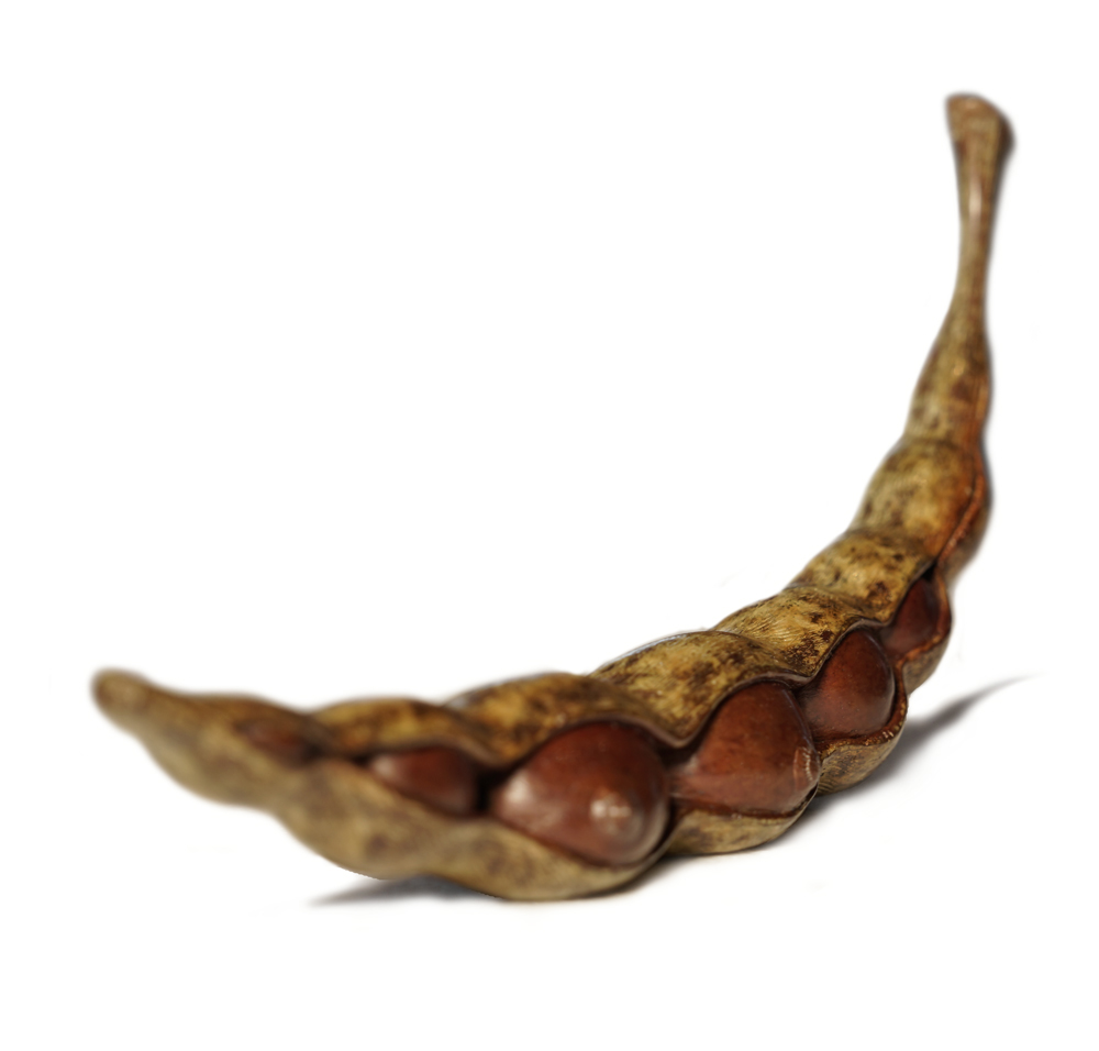 “Body Harvest” Maquette