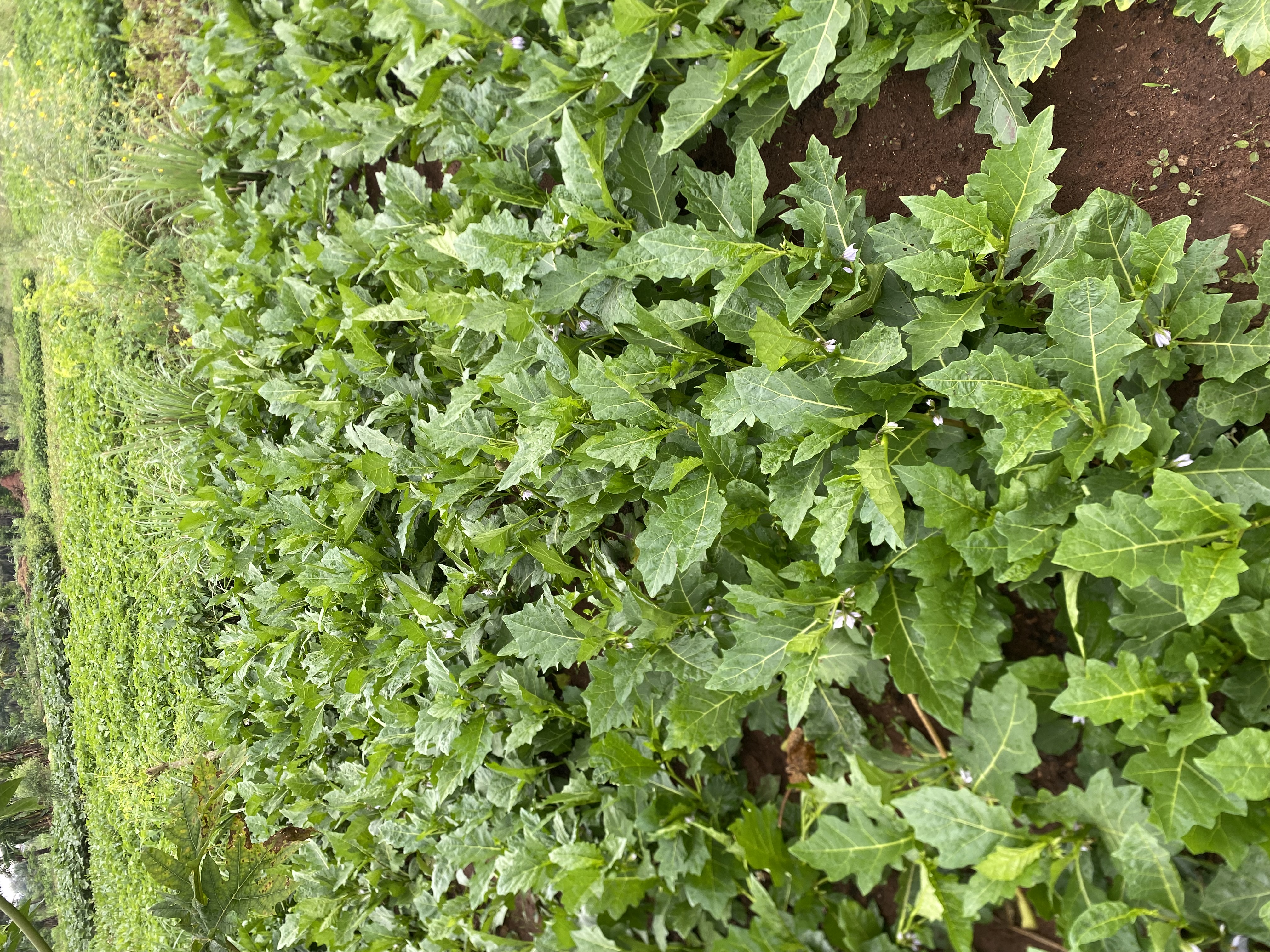Légumes feuilles frais