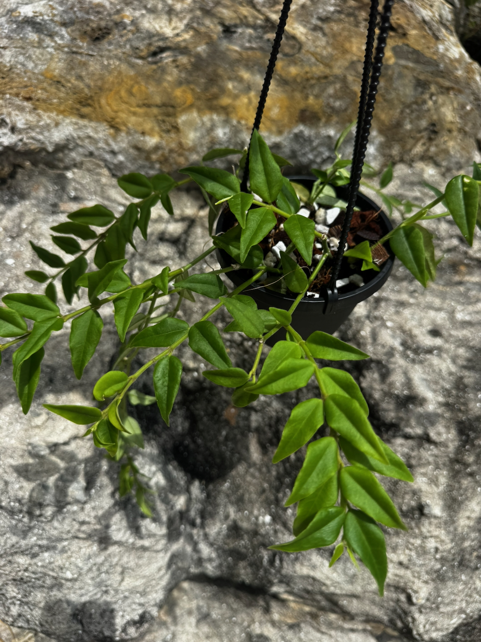 Hoya Bella 4" Hanging Basket