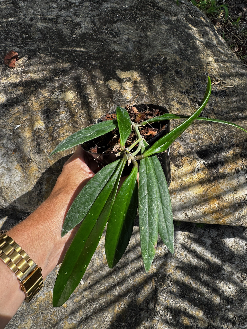 Hoya Sulawesiana 4" Pot