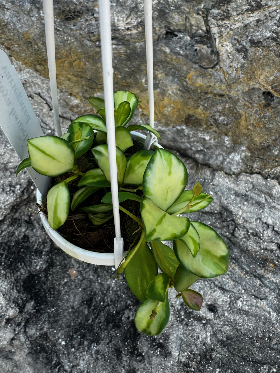 Hoya Heuschkeliana Variegata Hanging Plant