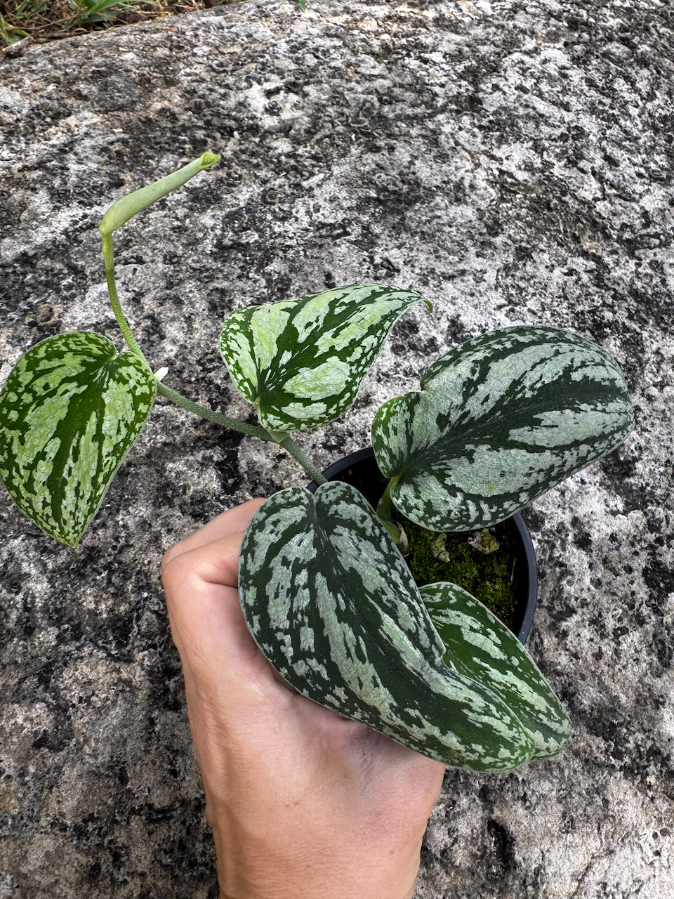 Scindapsus Tricolor 3" Pot