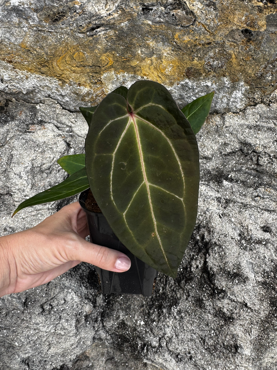 Anthurium Angela x Black Widow Hybrid
