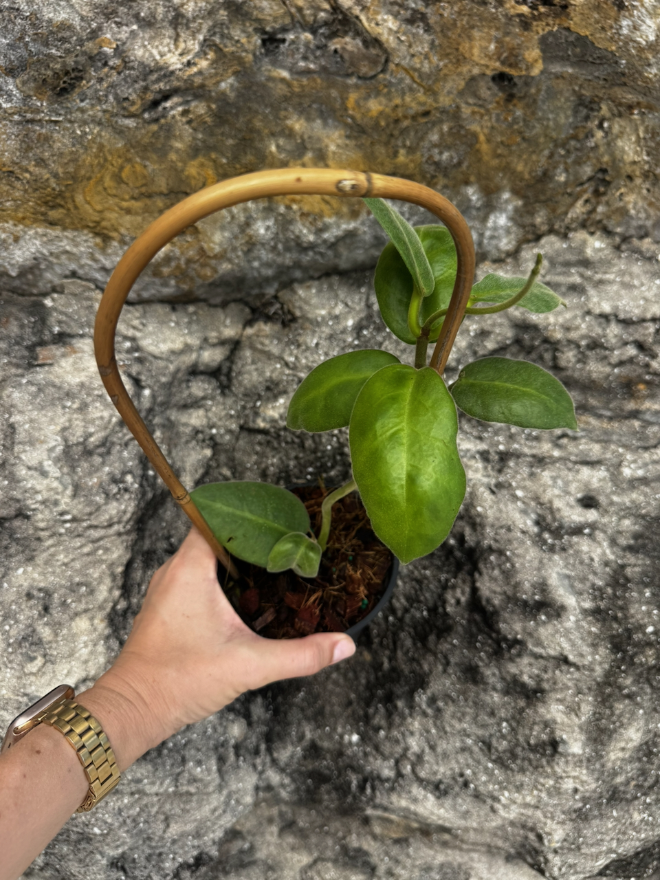 Hoya Calycina "Stargazer" 4" Pot with Trellis