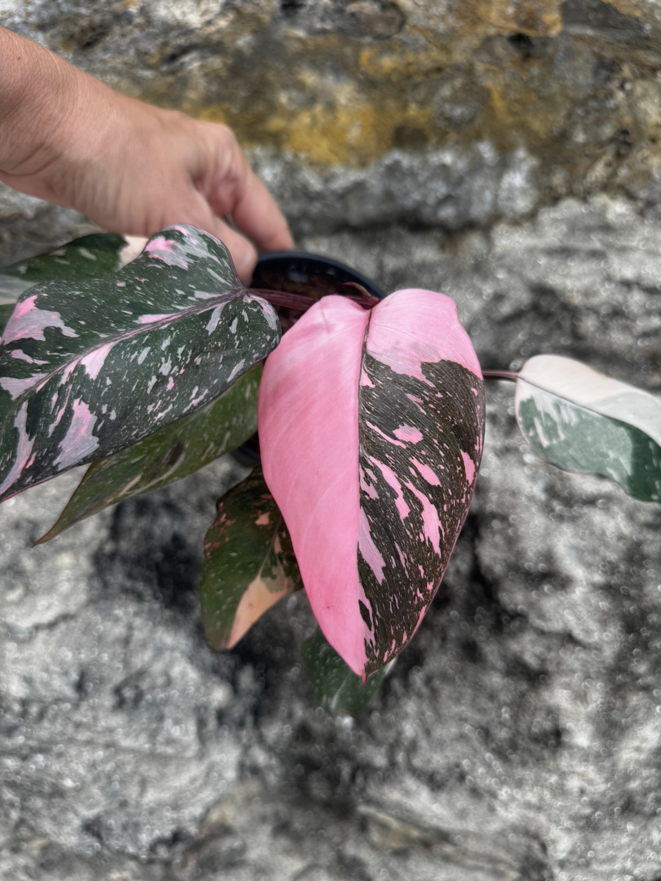 Variegated Philodendron Pink Princess "Galaxy" 4" Pot