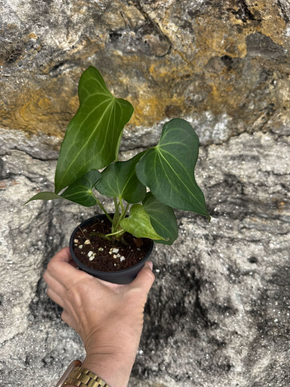 Anthurium Delta Force 4" Pot