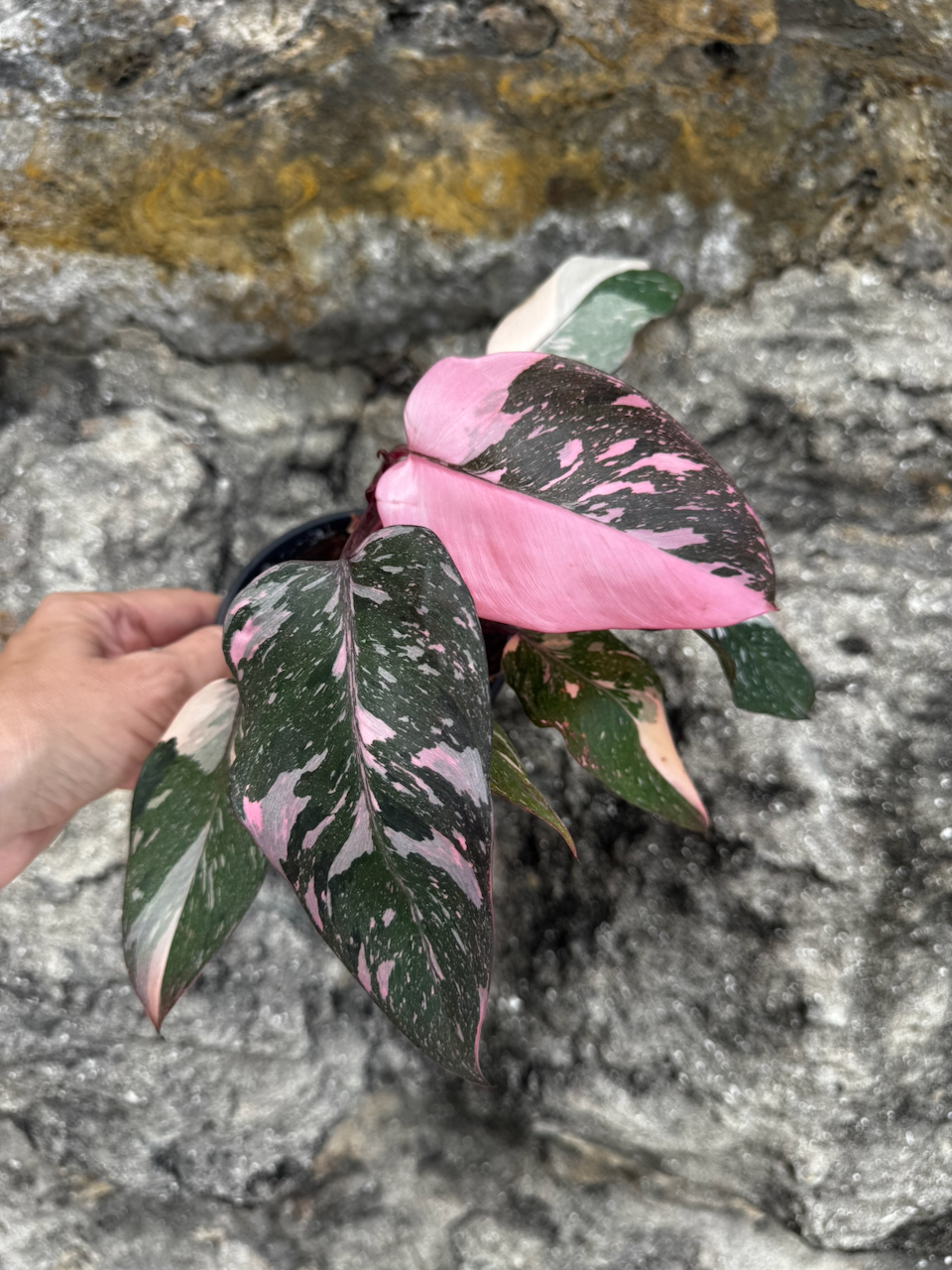 Variegated Philodendron Pink Princess "Galaxy" 4" Pot
