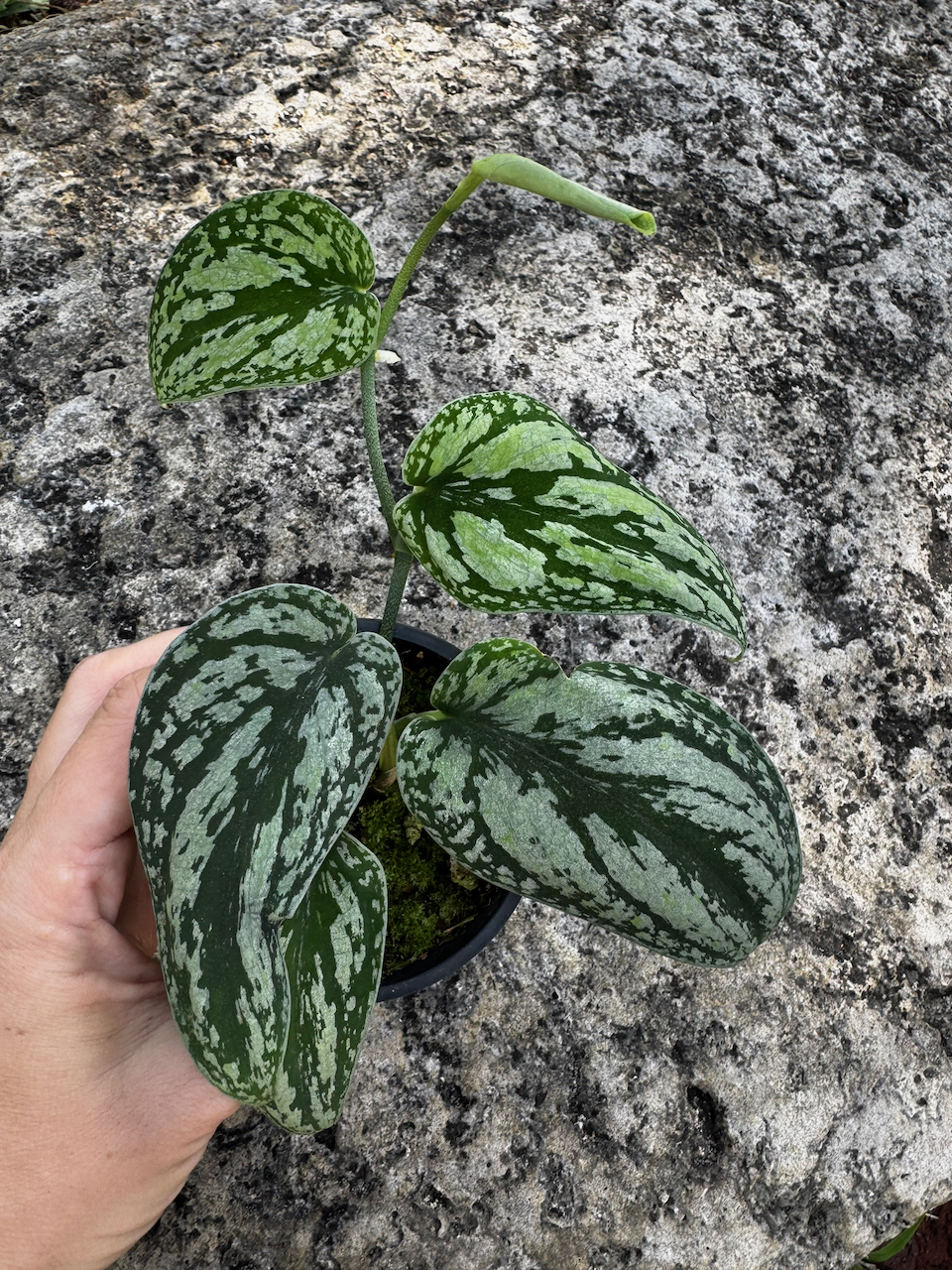 Scindapsus Tricolor 3" Pot