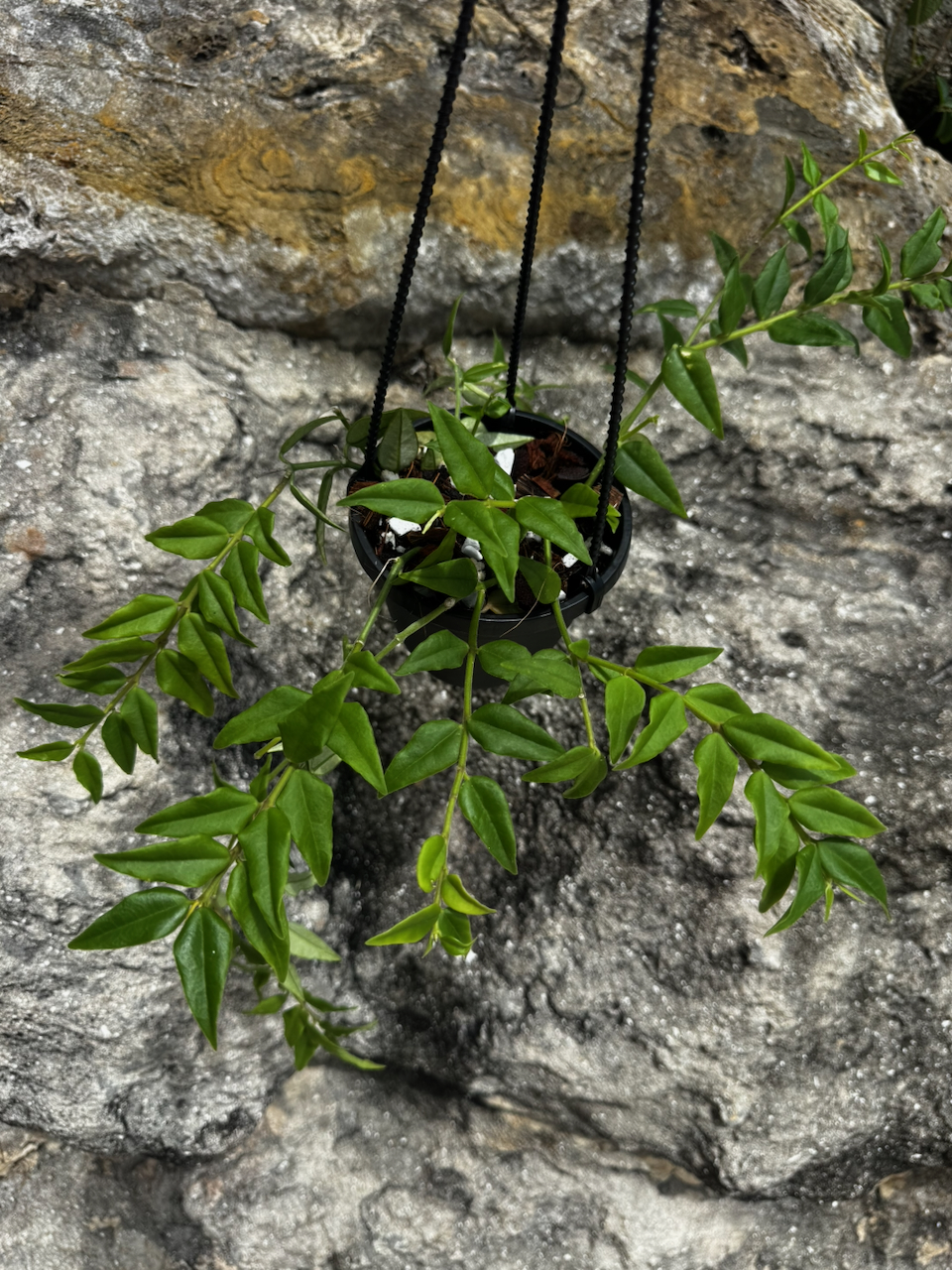 Hoya Bella 4" Hanging Basket