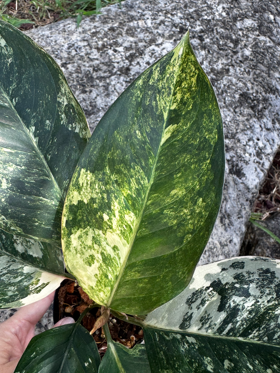 Aglaonema Siam Jade Variegated 4" Pot