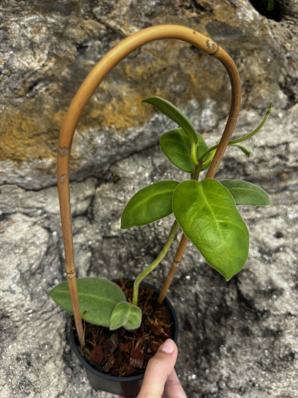 Hoya Calycina "Stargazer" 4" Pot with Trellis