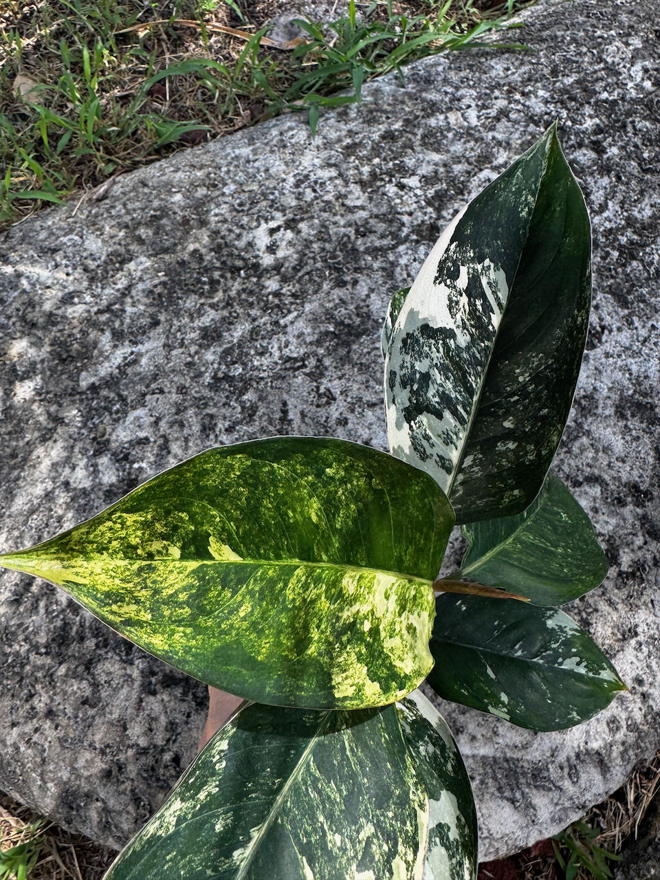 Aglaonema Siam Jade Variegated 4" Pot