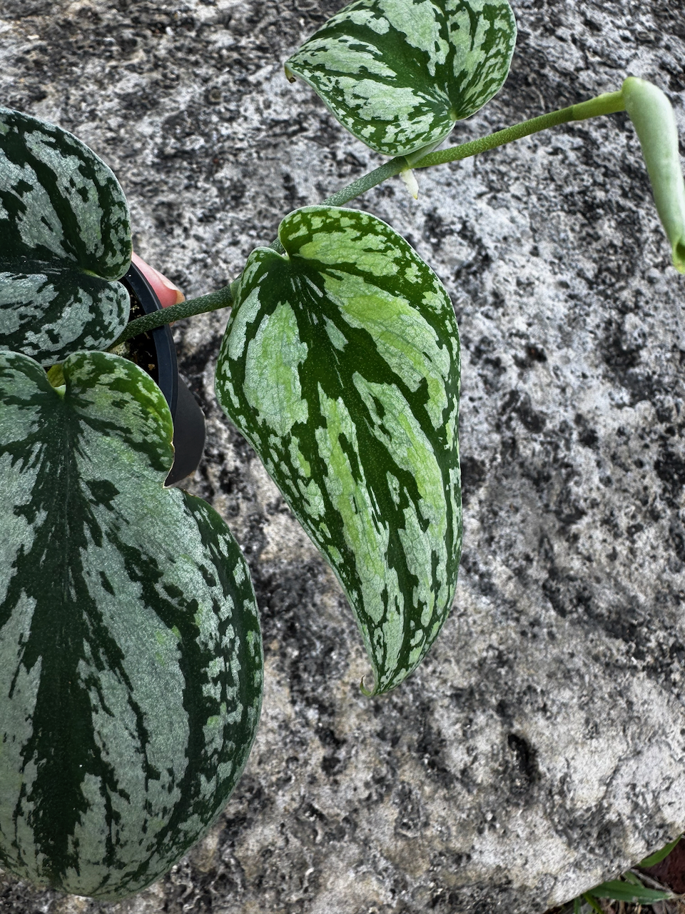 Scindapsus Tricolor 3" Pot