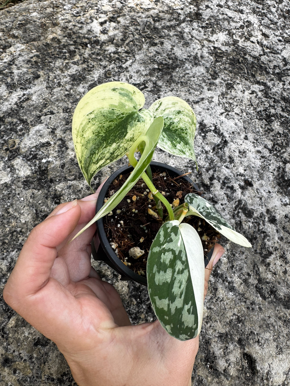 Beautifully Variegated Scindapsus Mayari in 3" Pot