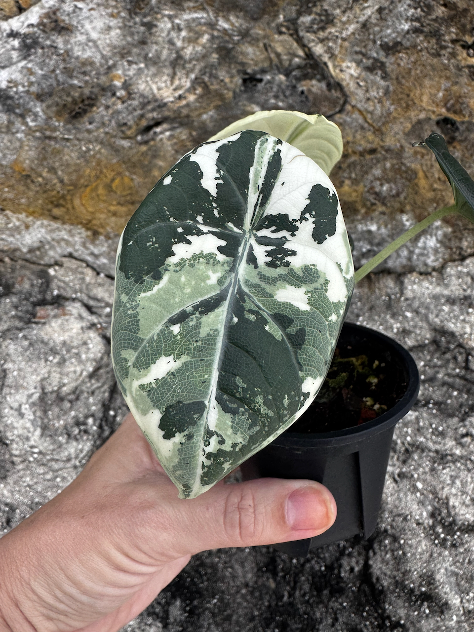 Alocasia Maharani Albo 3" plant