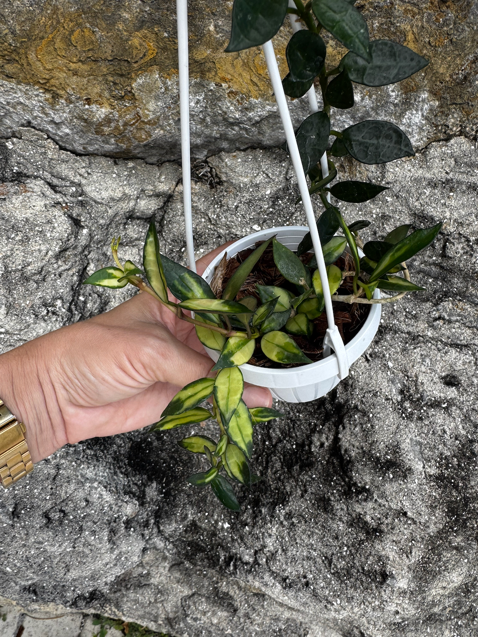 Hoya Lacunosa Variegated 3" Hanging Pot