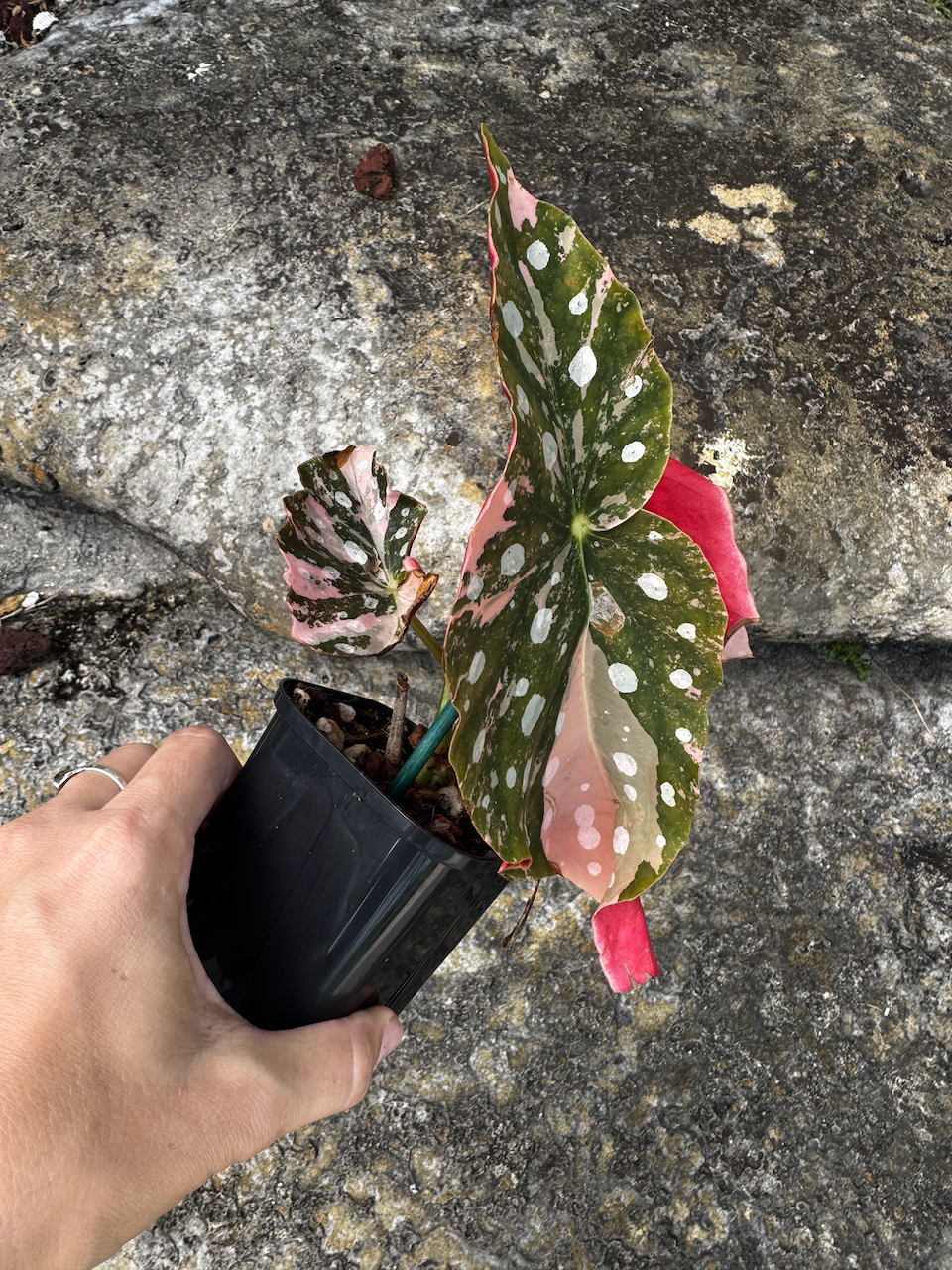 Begonia Maculata Variegated Pink