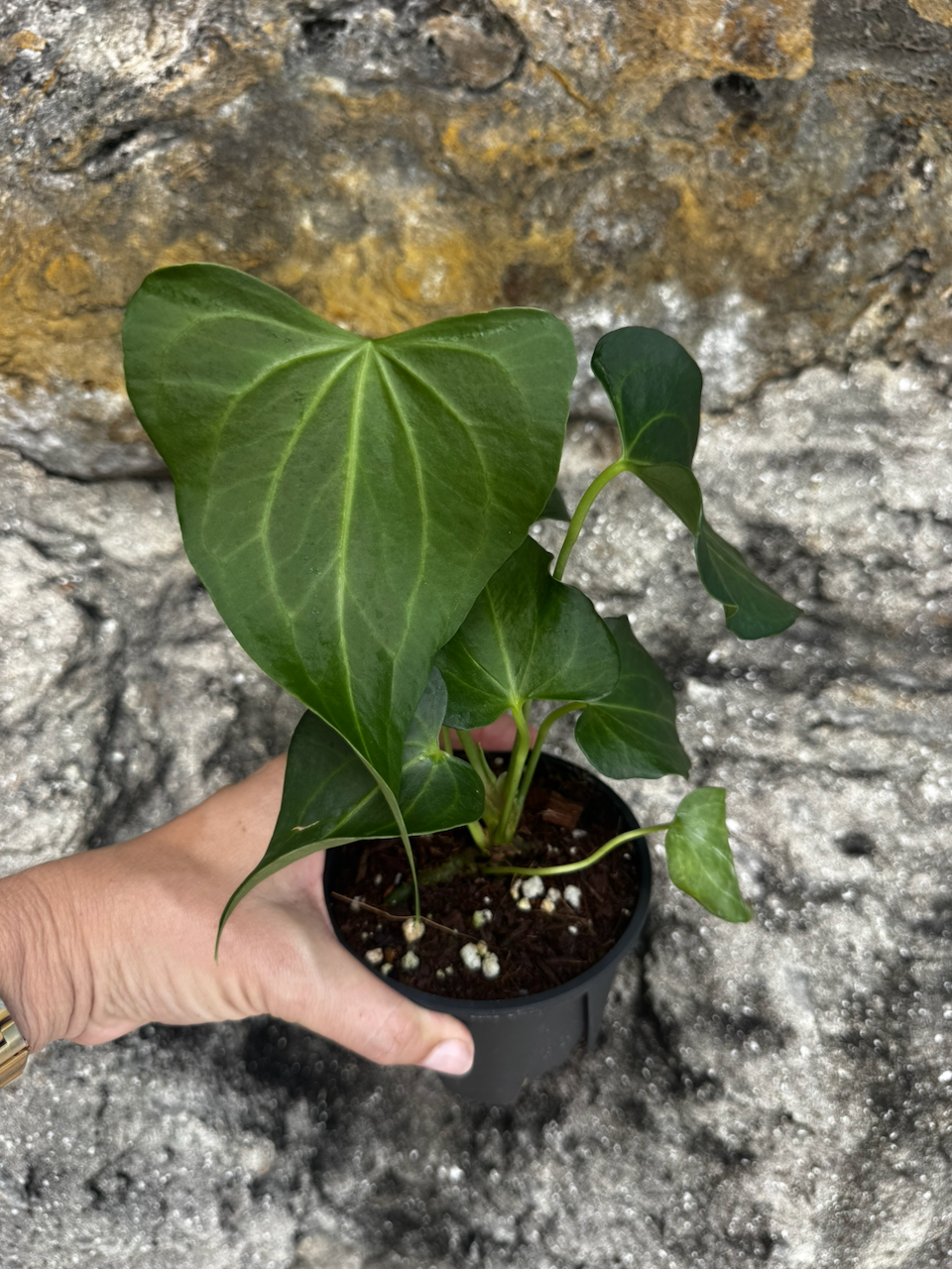 Anthurium Delta Force 4" Pot