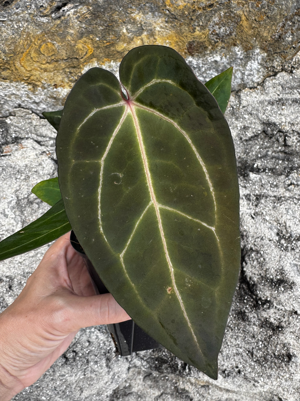 Anthurium Angela x Black Widow Hybrid