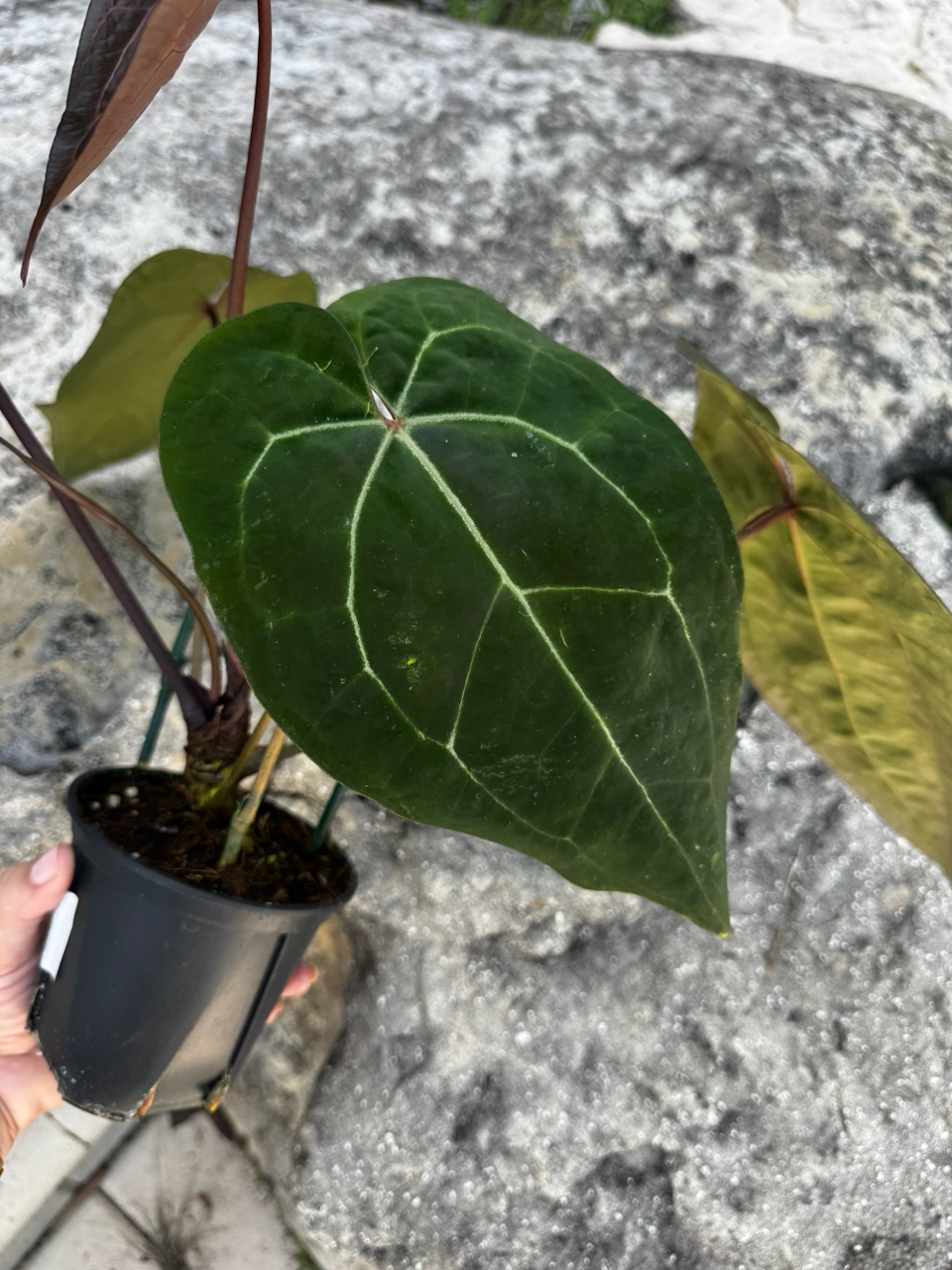 Anthurium Ace of Spades Dark Form Tezula x (Michelle x Zara) Hybrid