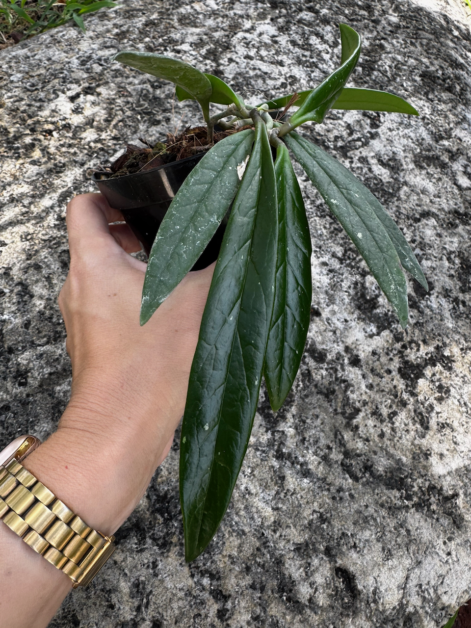 Hoya Sulawesiana 4" Pot