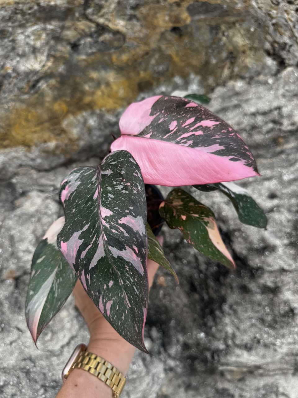 Variegated Philodendron Pink Princess "Galaxy" 4" Pot
