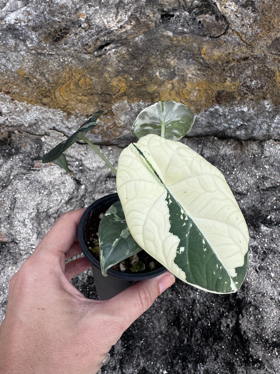 Alocasia Maharani Albo 3" plant