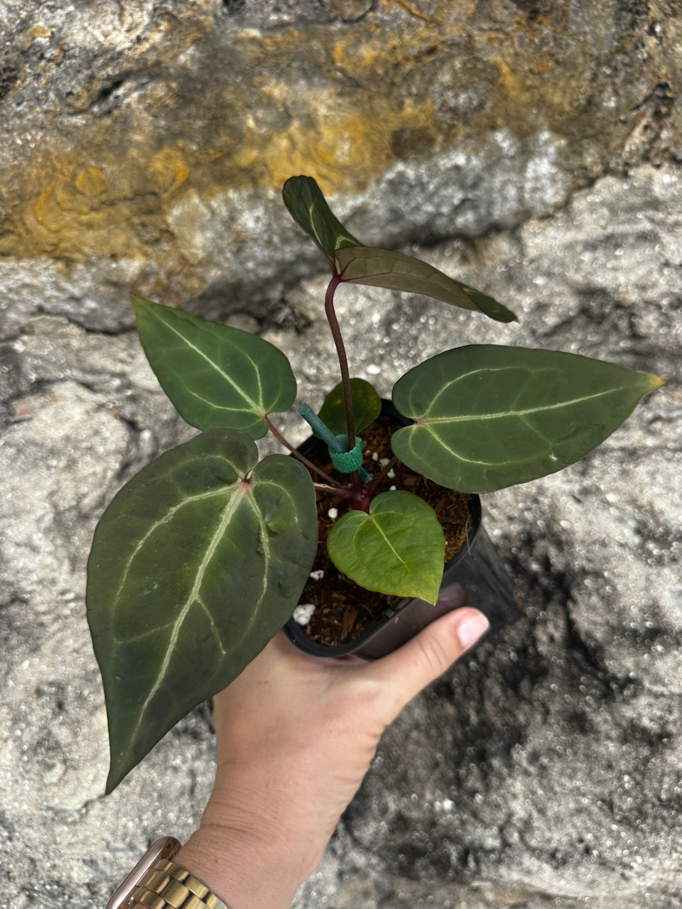 Anthurium Angela x Black Widow Hybrid