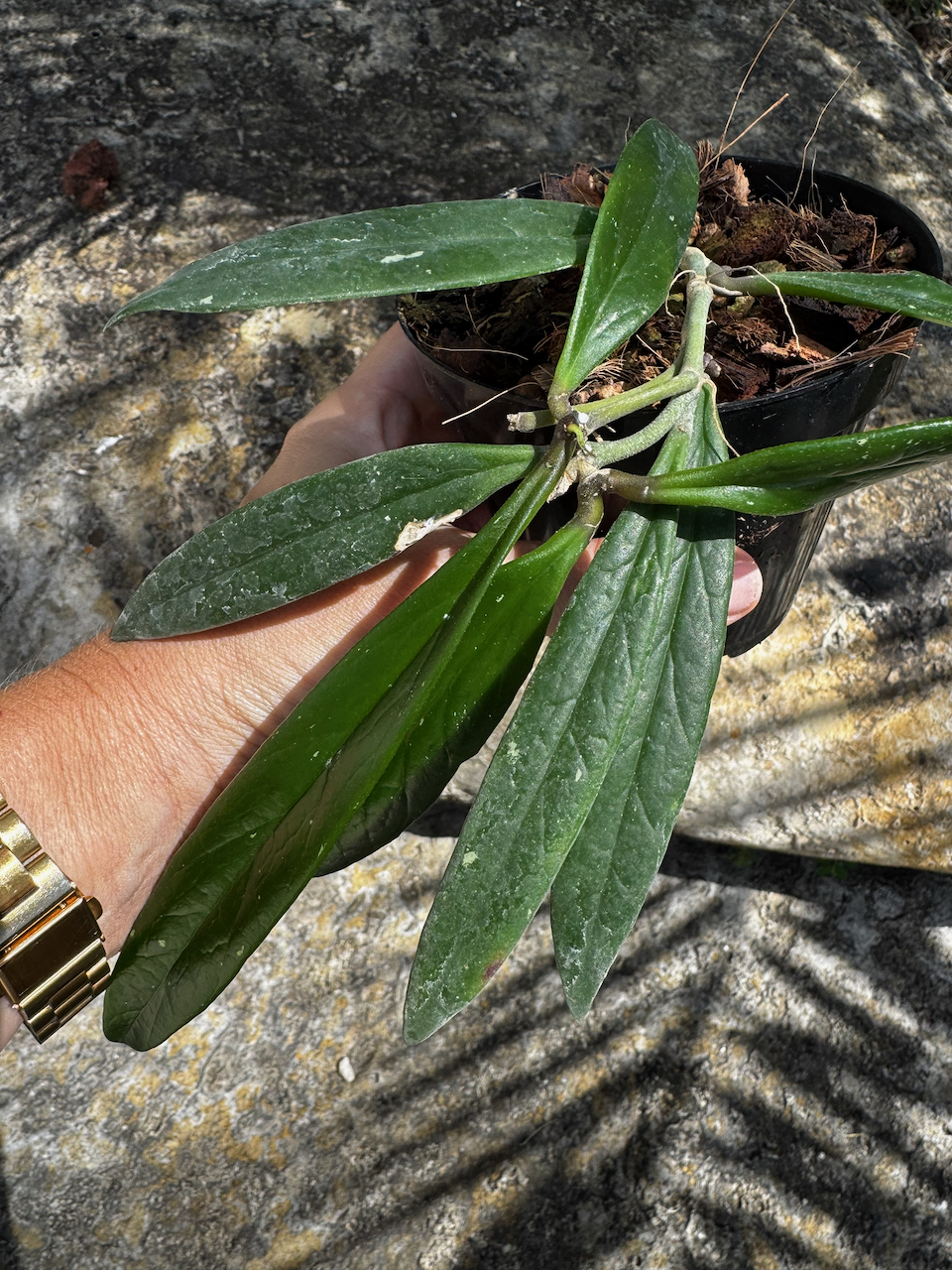 Hoya Sulawesiana 4" Pot
